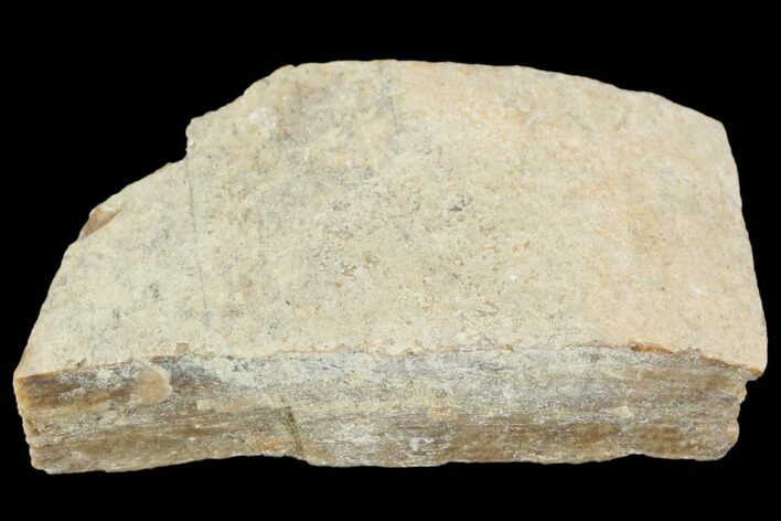 Hadrosaur (Maiasaura) Bone Fragment - Montana #103199